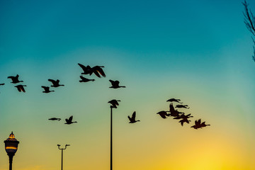 Flock of birds on sunset background