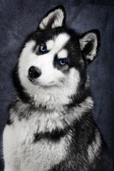 Portrait of shy blue eyed siberian husky dog on black background