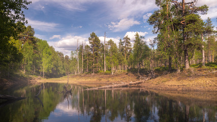 Obraz premium Summer forest landscape in Lapland.