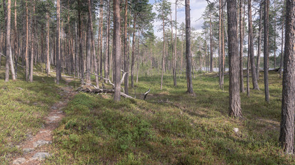 Summer forest landscape in Lapland.