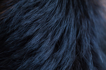 Background or texture of animal hair. Dog fur