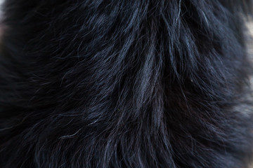 Background or texture of animal hair. Dog fur