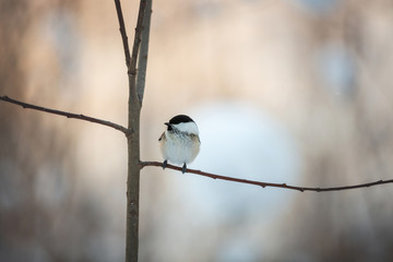 Image of beautiful tiny marsh tit bird sitting on the branch in the winter forest