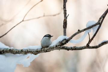 Eurasian Nuthatch Sitta europaea bird in the winter forest, sitting on a branch at sunset.