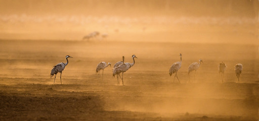 Fototapeta na wymiar Cranes in a arable field at sunrise. Common Crane, Scientific name: Grus grus, Grus Communis. Feeding of the cranes at sunrise in the national Park Agamon of Hula Valley in Israel.
