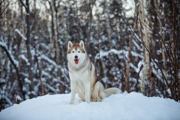 Portrait of beautiful and free siberian Husky dog sitting on the snow in the fairy winter forest