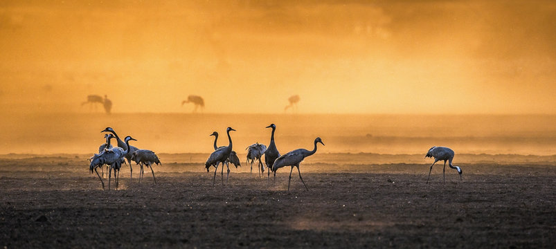 Cranes  in a arable field at sunrise.   Common Crane, Scientific name: Grus grus, Grus Communis.  Feeding of the cranes at sunrise in the national Park Agamon of Hula Valley in Israel.