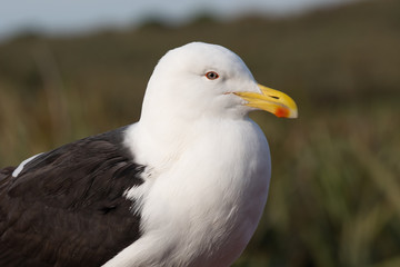 portrait of seagull