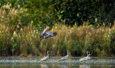 Common cranes (Grus grus) in the water. Cranes Flock on the Lake at Sunrise.  Morning Landscape of Hula Valley Reserve. Israel.