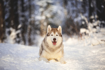 Close-up Portrait of beautiful and free Siberian Husky dog lying on the snow path in the fairy winter forest at sunset.