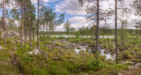 Summer forest landscape in Lapland.