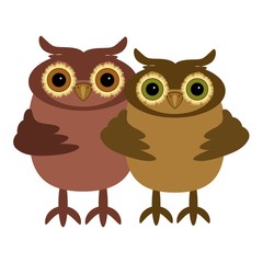 pair of owls on white background 