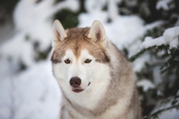 Portrait of gorgeous, happy and free Siberian Husky dog sitting on the snow in front of fir-tree in the winter forest