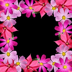 Fototapeta premium Beautiful floral background of the poinsettia and kosmeya 