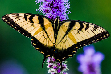 Western Tiger Swallowtail