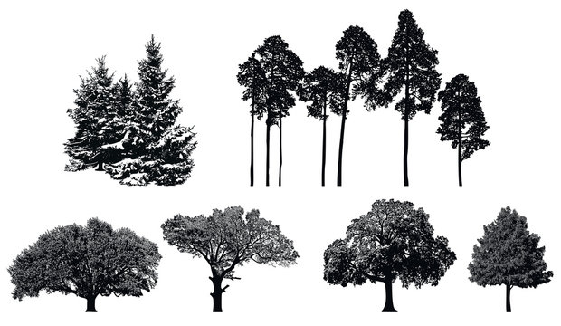 Trees - black vector silhouette isolated on white background.   Set of realistic detailed graphic illustration of natural forest plant.