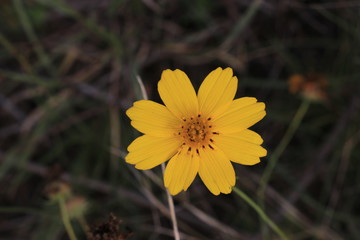 Yellow flower closeup