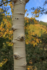 Aspen tree closeup with foliage
