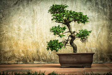 Small bonsai tree in a tank on a space with a wall background.