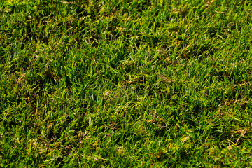 green grass background