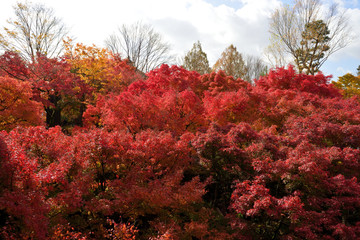 紅葉