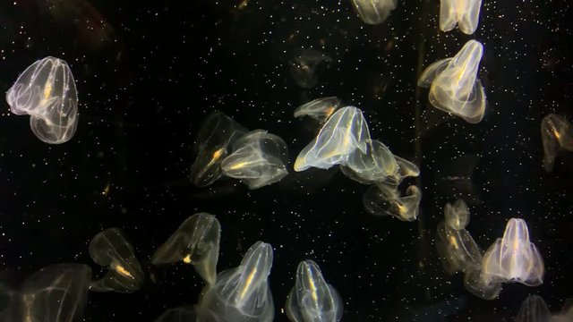 Jellyfish - Bolinopsis sp. - Phacellophora Chamtschatica - Beautiful background with transparent jellyfish floating in the water at Kamon Aquarium, Japan.
