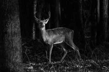 A white tail buck standing in the forest looking for does.