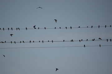 flock of birds on blue sky