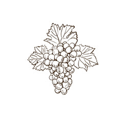 Grape branch sketch with leaves