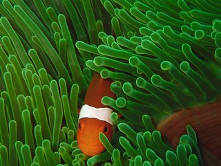 The beauty of underwater world in Sabah, Borneo.