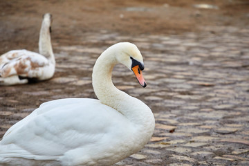 White swan on a pond in the city
