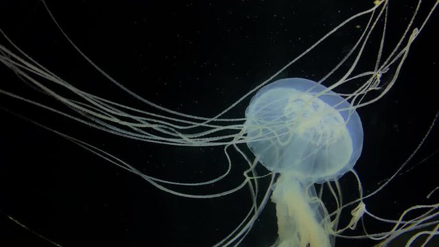 Jellyfish - Sanderia Marayensis -Long tentacles of a white jellyfish. Kamon Aquarium, Japan.