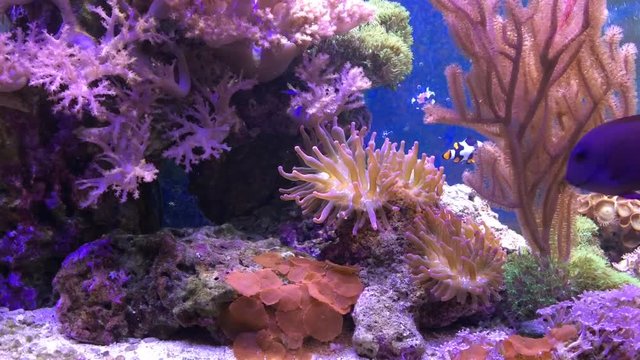 Marine aquarium full of tropical fishes and plants. Clownfish and Actinia or Sea Flower.  Reef tank filled with water for keeping live underwater animals. Gorgonaria, Clavularia.