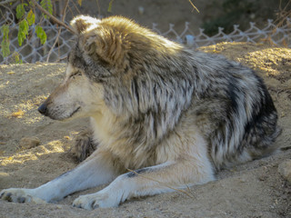 Mexican Wolf meditating in a zoo