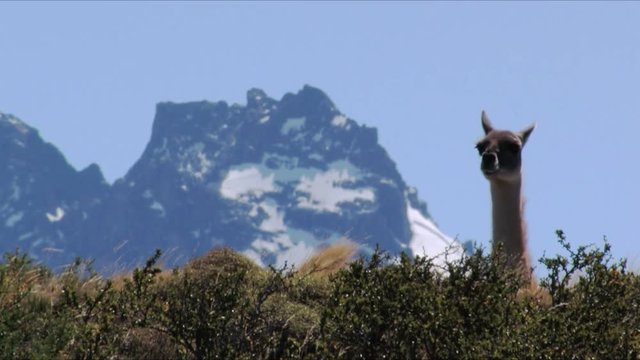 A guanaco looking around in front of the Torres del Paine in Patagonia, Chile