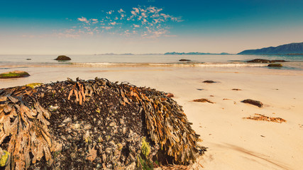 Sea coast with sandy beach,Lofoten Norway