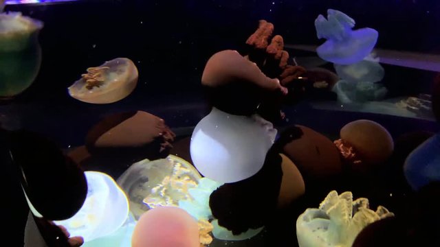 Jellyfish - Catostylus Mosaicus - Rainbow jellyfish at Kamon Aquarium, Japan.