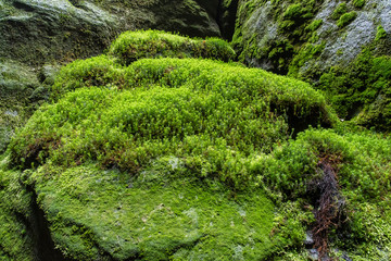 A moss growing on a rock.