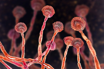 Fungus Aspergillus flavus, 3D illustration, a major producer of aflatoxin in crops, a potent carcinogen