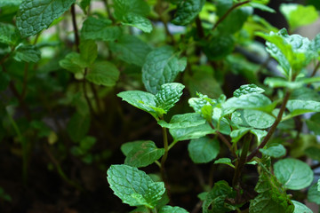 Kitchen mint growing on soil.