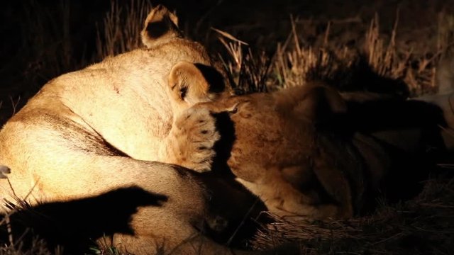 Young lions interact/play in the darkness in Greater Kruger National Park in South Africa.
Spotlight shines on the lions that lie down on the ground.