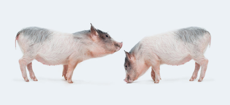 Mini pigs couple on white background