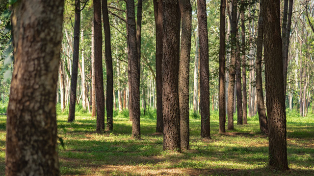 beautiful trunk pine tree in the forest background