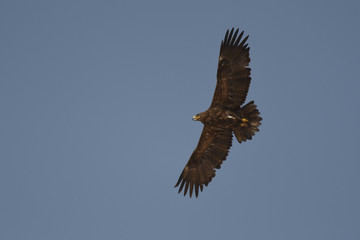 Obraz na płótnie Canvas Silhouette of a bird of prey in flight. Steppe Eagle / Aquila nipalensis