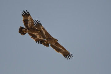 The bird flies against the sky. Steppe Eagle / Aquila nipalensis