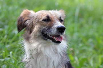 Portrait of a dog