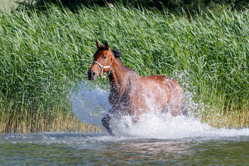 Pferde an der M&uuml;ritz
