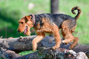 Airedale Terrier dog - puppy 11 month old.	