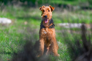 Airedale Terrier dog - puppy 11 month old.	