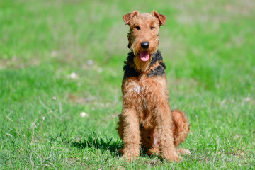 Airedale Terrier dog - puppy 11 month old.	